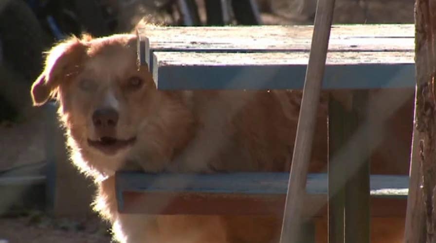 Texas church gunman previously cited for animal cruelty