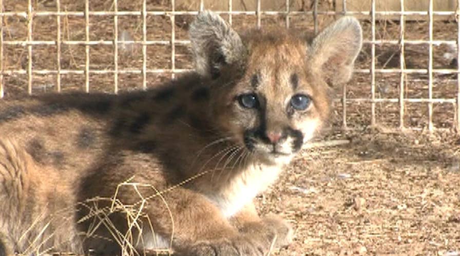 Orphaned mountain lion cub rescued in Arizona