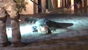 'Monster' alligator captured in Florida garage