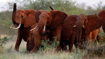 Elephants in Africa need to be protected, and believe it or not, hunting does this better than a ban