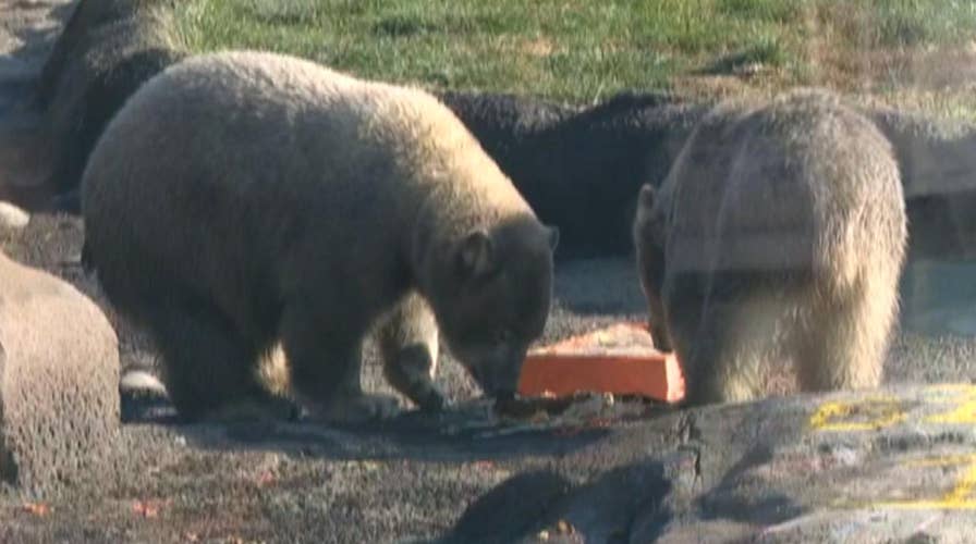 Twin polar bear cubs celebrate their first birthday