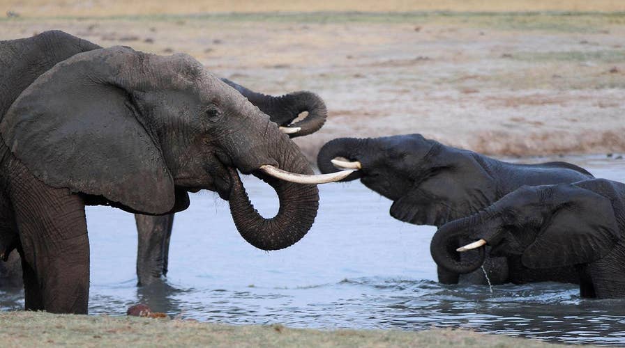 Should we kill animals to save them?