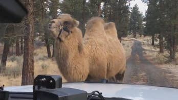 Camel found wandering around central Oregon