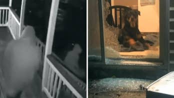 Cancer-stricken dog's $3G surgery fund stolen in smash-and-grab