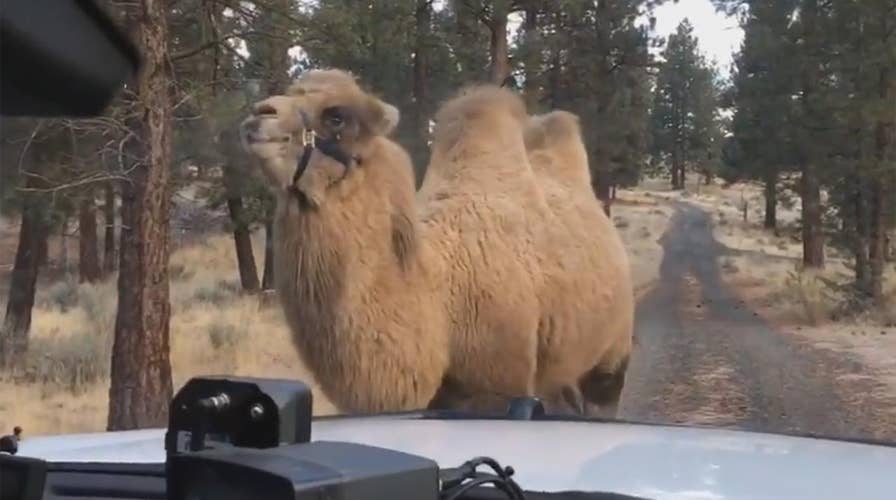 Deputies discover camel wandering around Oregon city