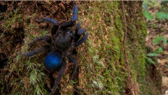 Dazzling blue tarantula discovered in South America