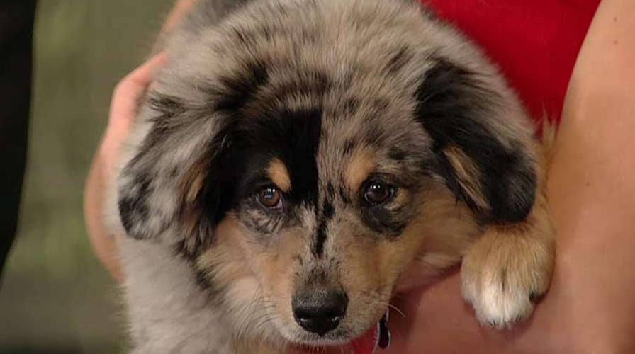 After the Show Show: ASPCA