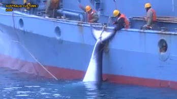 Graphic video footage shows Japanese whaling operation's harrowing harpoon hunt