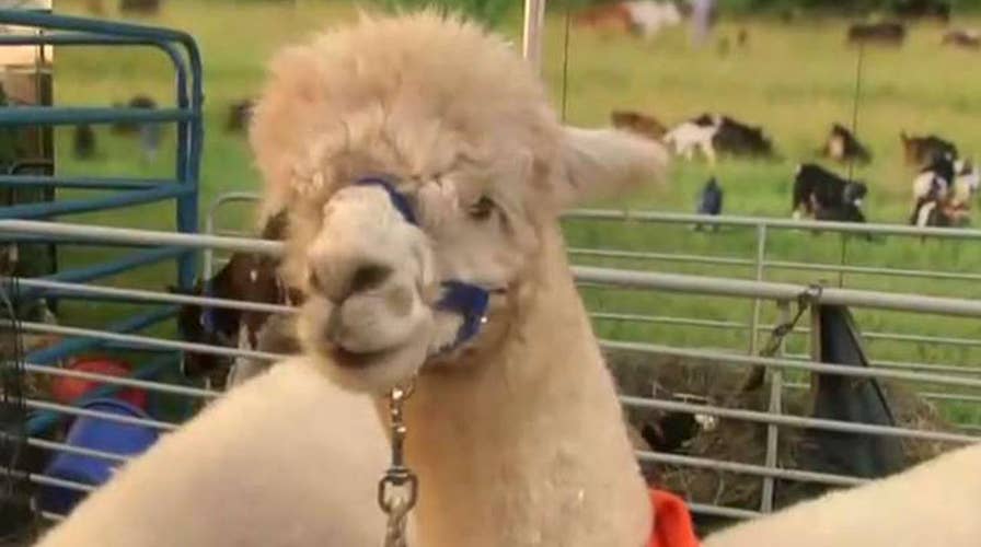 Donate water, animals to those in need this holiday season