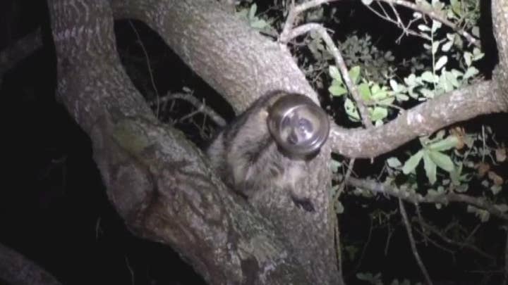 Raccoon found in a tree with its head stuck in a jar