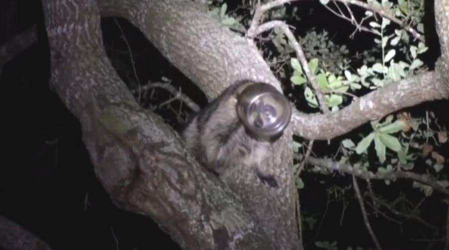Raccoon found in a tree with its head stuck in a jar