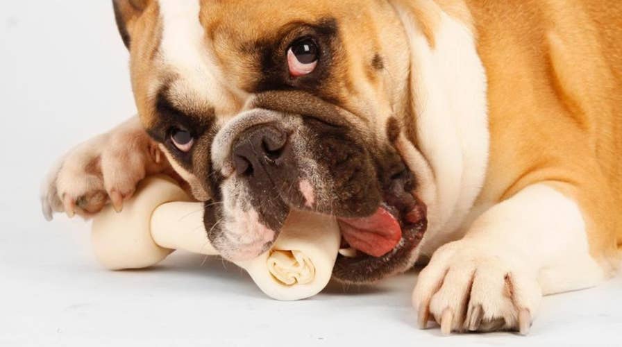 Think twice before putting this in your dog's stocking