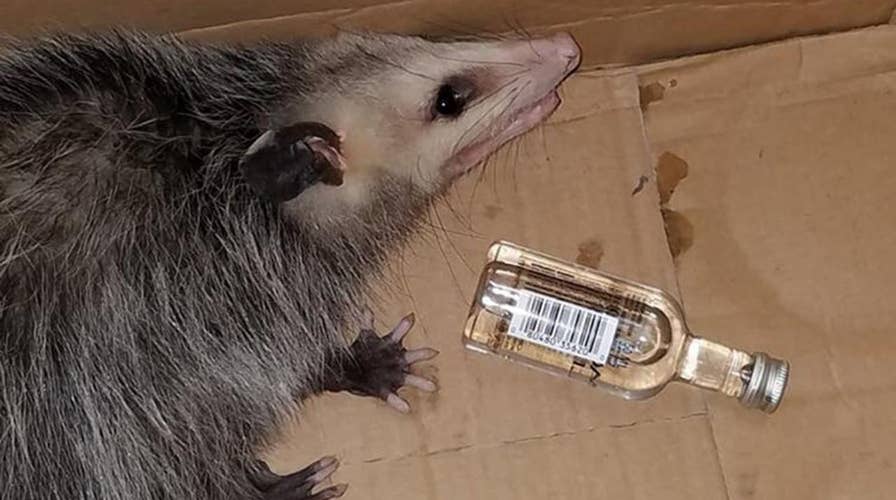 Opossum breaks into liquor store, gets drunk