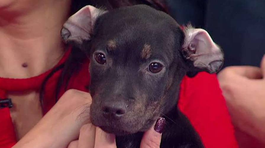 Tips to keep your pet safe during the holiday season