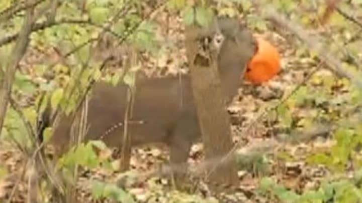 Ohio man spots deer with head stuck in plastic pumpkin