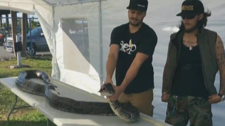 Monster 17-foot python caught in Everglades