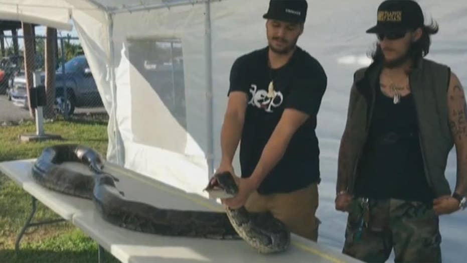 Python Hunter Kills Monster 17-foot Snake In Florida Everglades, Sets ...