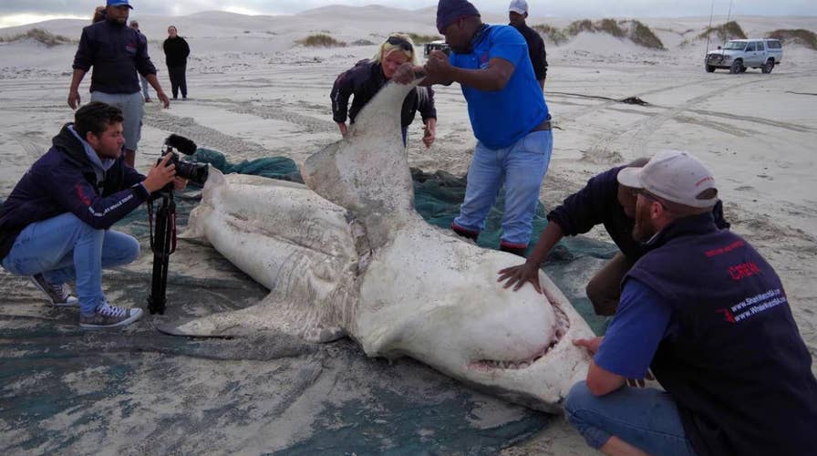 Orcas vs. great white sharks off South African coast