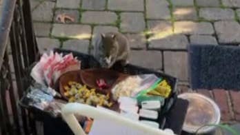 'Obese' squirrel caught stealing candy from New Jersey house