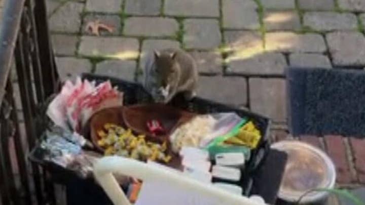 Holiday treat: Squirrel caught on camera stealing chocolate