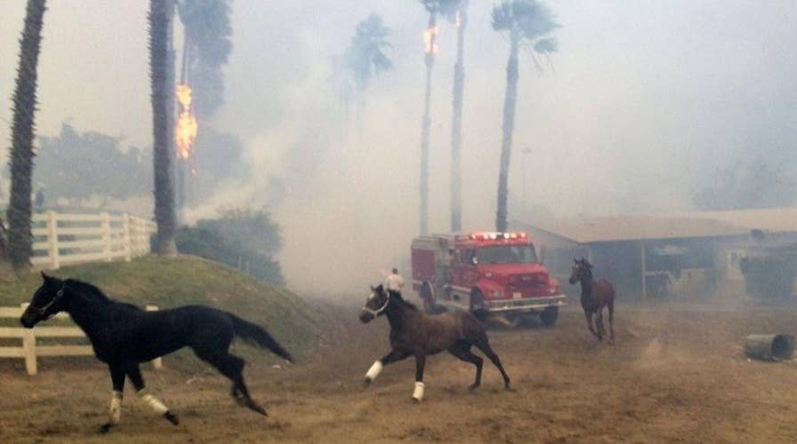 Ranchers race to save horses from wildfires in California
