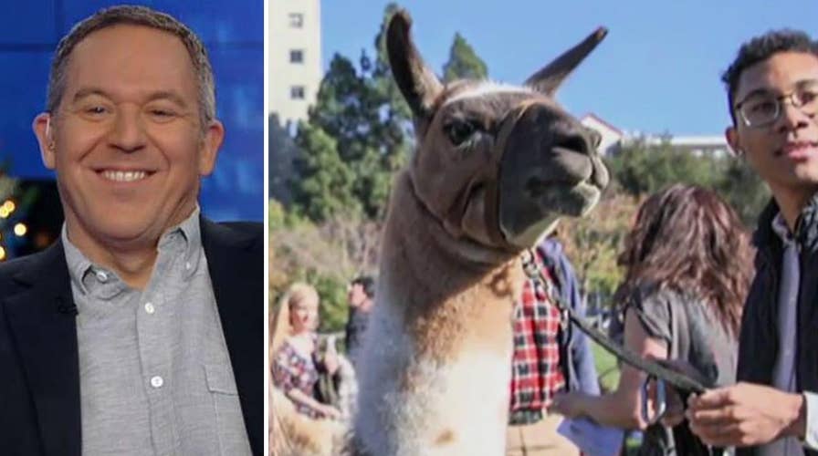 Gutfeld on llama therapy 