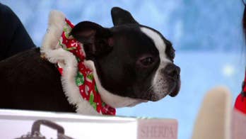 'The Pet Vet' shares pet gift recommendations
