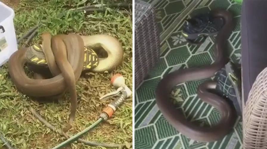 Python appears obsessed with man's running shoes