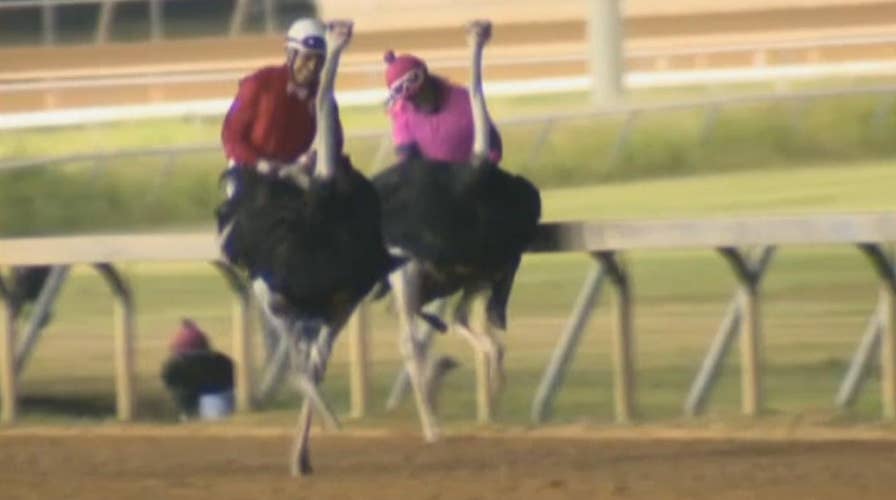 Wackiest, weirdest videos of 2017