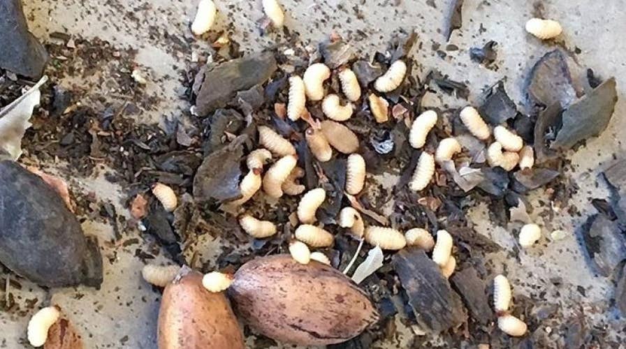 New Mexico pecan farmers worry weevil will hurt harvest