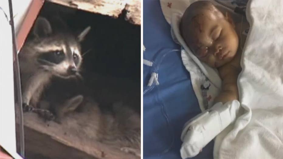 Philadelphia Infant Viciously Attacked By Raccoon In Apartment Fox News 9070