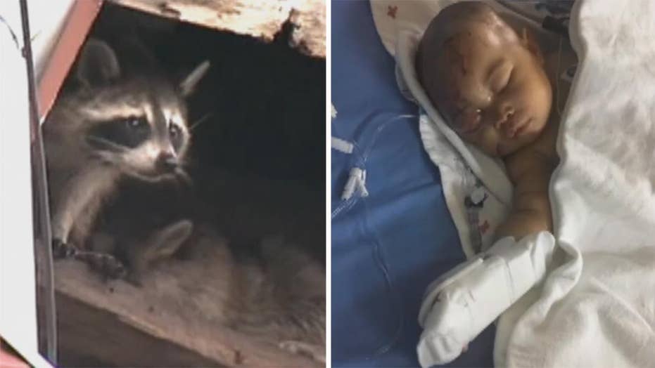 Philadelphia Infant Viciously Attacked By Raccoon In Apartment Fox News 2861