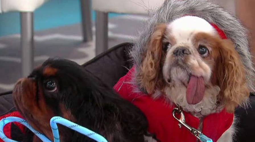 How to keep your pets warm in the deep freeze