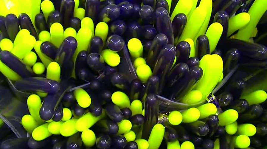 Volunteers inflate thousands of balloons for New Year's Eve