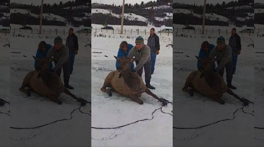 13 elk rescued from freezing Wyoming water by good Samaritans