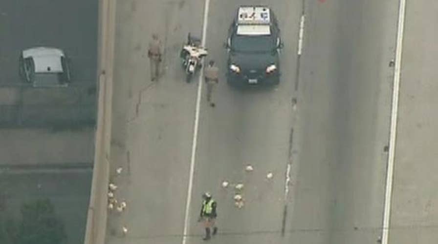 Chickens fowl up commute on California freeway