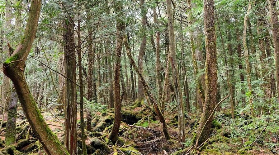 ‘Suicide Forest’: Reason behind Japanese forest’s moniker