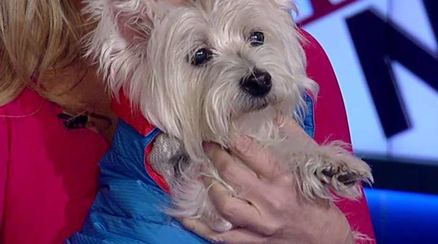 Tips to keep your pets healthy and safe this winter