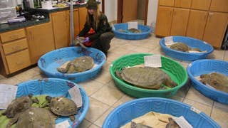 Nearly 1,000 sea turtles rescued along Texas Gulf Coast - Fox News
