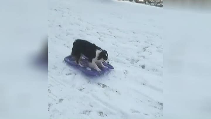 Dog enjoys the snowy weather