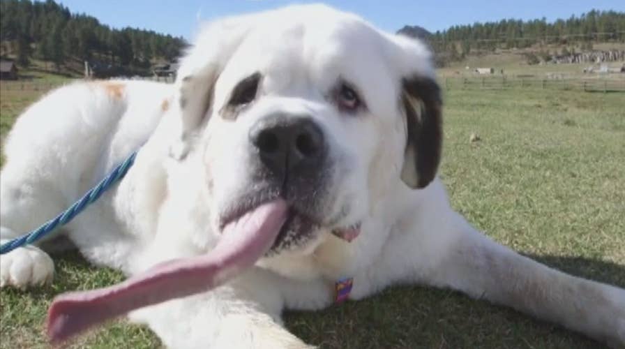 2017's wildest, wackiest animal videos