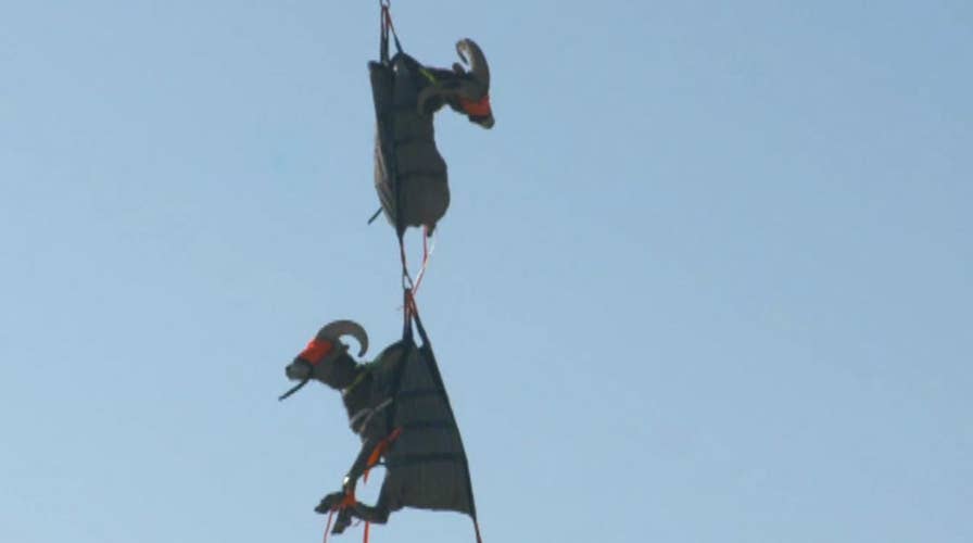 It's a bird! It's a plane! It's a sheep?