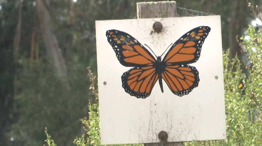 Concern at key monarch butterfly migration site