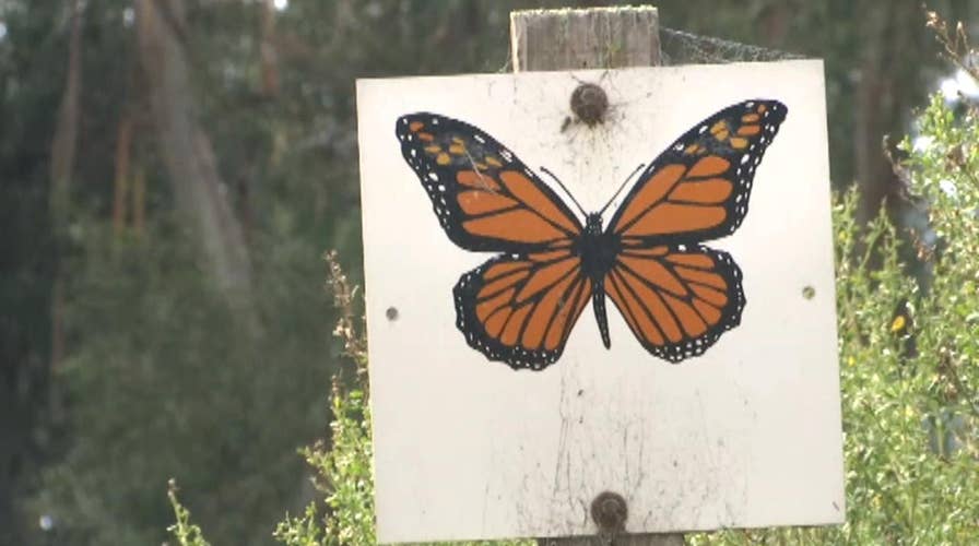 Endangered migratory monarch butterflies are fluttering near extinction — here’s why