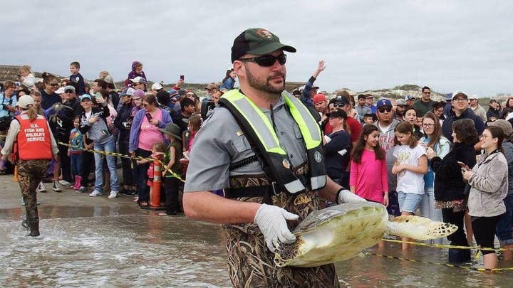 Rescued sea turtles released back into Gulf of Mexico