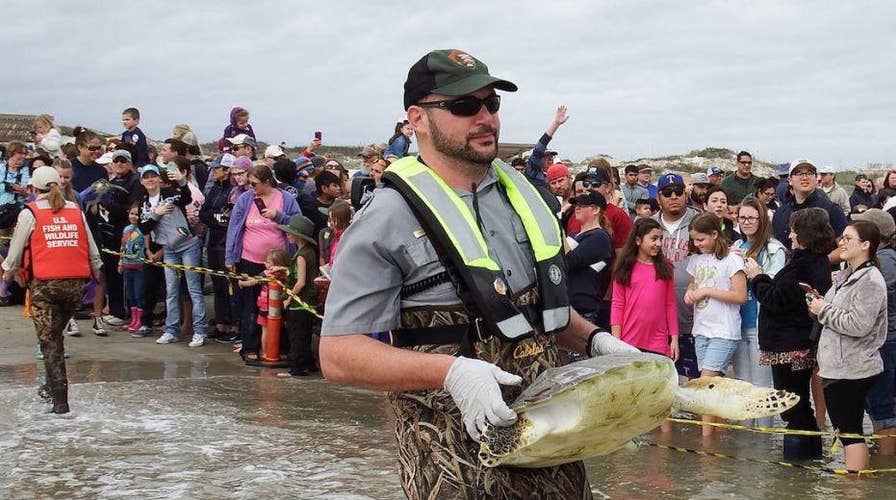 Rescued sea turtles released back into Gulf of Mexico
