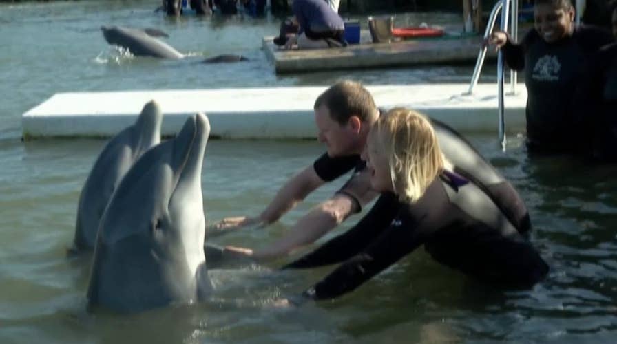 Wounded warriors swim with dolphins