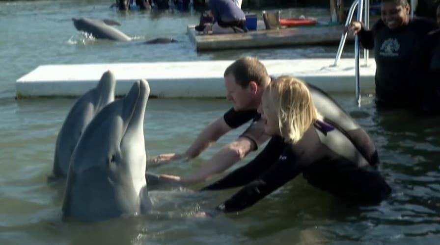 Wounded warriors swim with dolphins