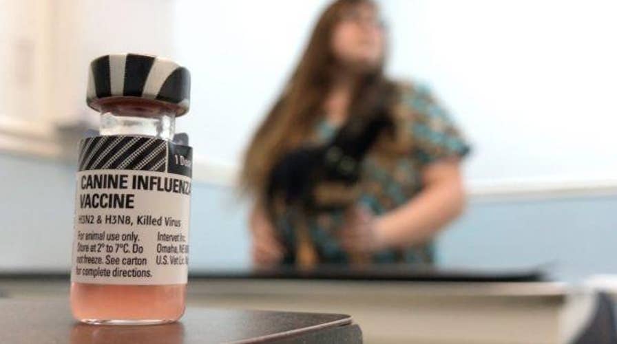 Concerned pet owners say the Canine Flu can kill