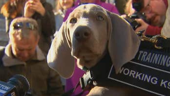 Pest-sniffing dog deployed at Boston museum to protect art from bugs